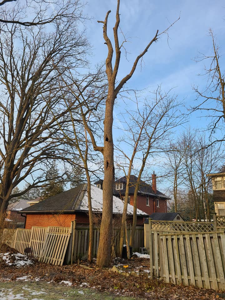 Royal City Tree Care | 18 Landsdown Dr, Guelph, ON N1L 1H2, Canada | Phone: (226) 203-3133