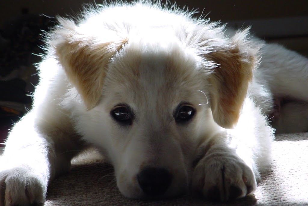 Pemberton Veterinary Hospital | 1345 Aster St #5, Pemberton, BC V0N 2L0, Canada | Phone: (604) 894-1119