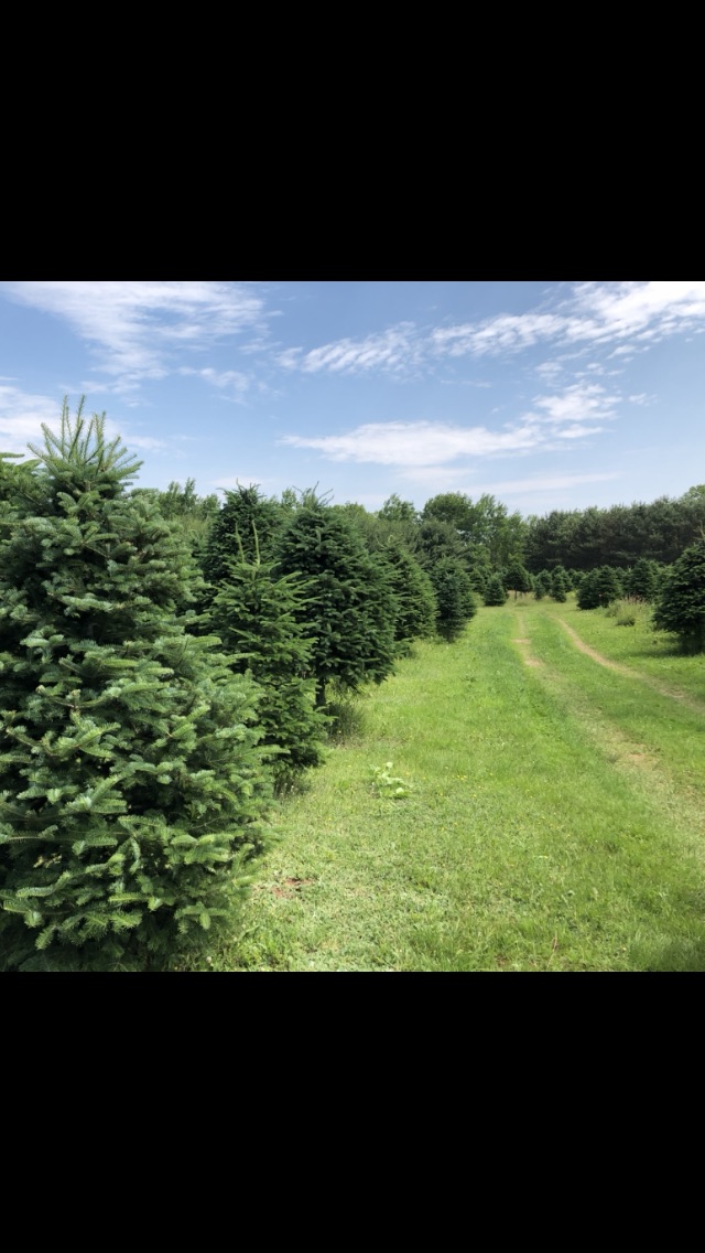 Balsor House Christmas Trees | 870 NS-341, Centreville, NS B0P 1J0, Canada | Phone: (902) 678-8219
