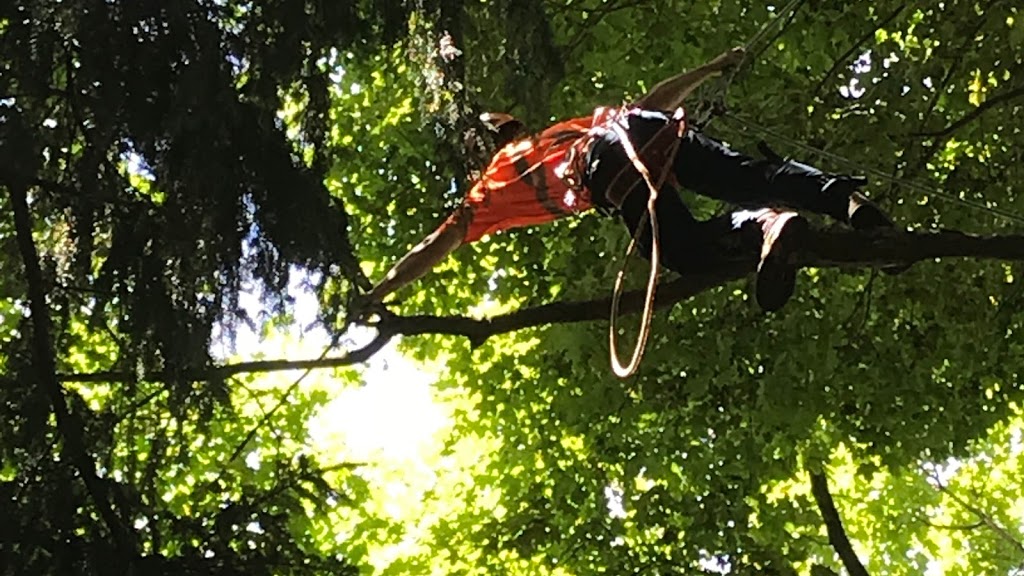 Remers Tree Service | 43889 Hullett McKillop Rd, Walton, ON N0K 1Z0, Canada | Phone: (519) 949-0407