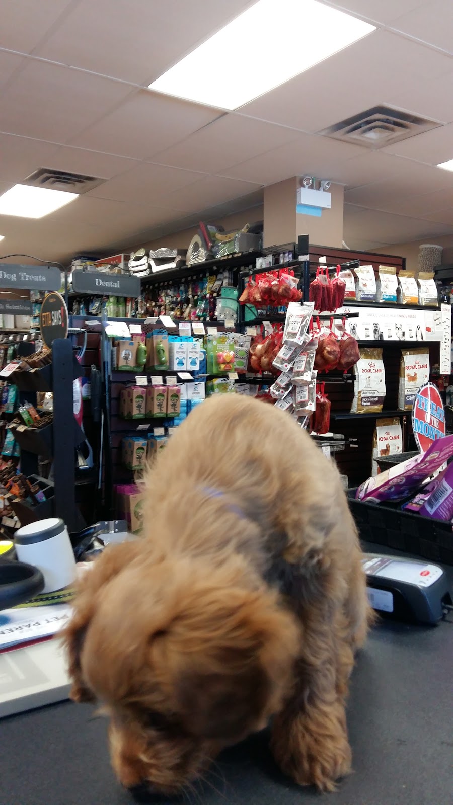 Pet Valu | 320 Durham Market St S, Kincardine, ON N2Z 2A2, Canada | Phone: (519) 396-9135
