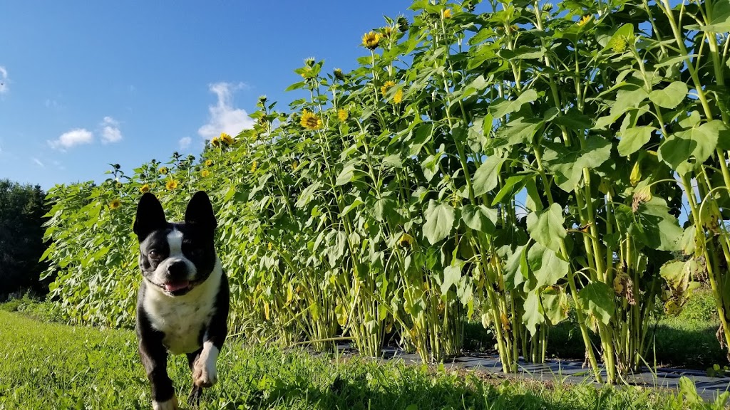 Lochland Botanicals | 2500 25 Side Rd, Campbellville, ON L0P 1B0, Canada | Phone: (519) 831-0363
