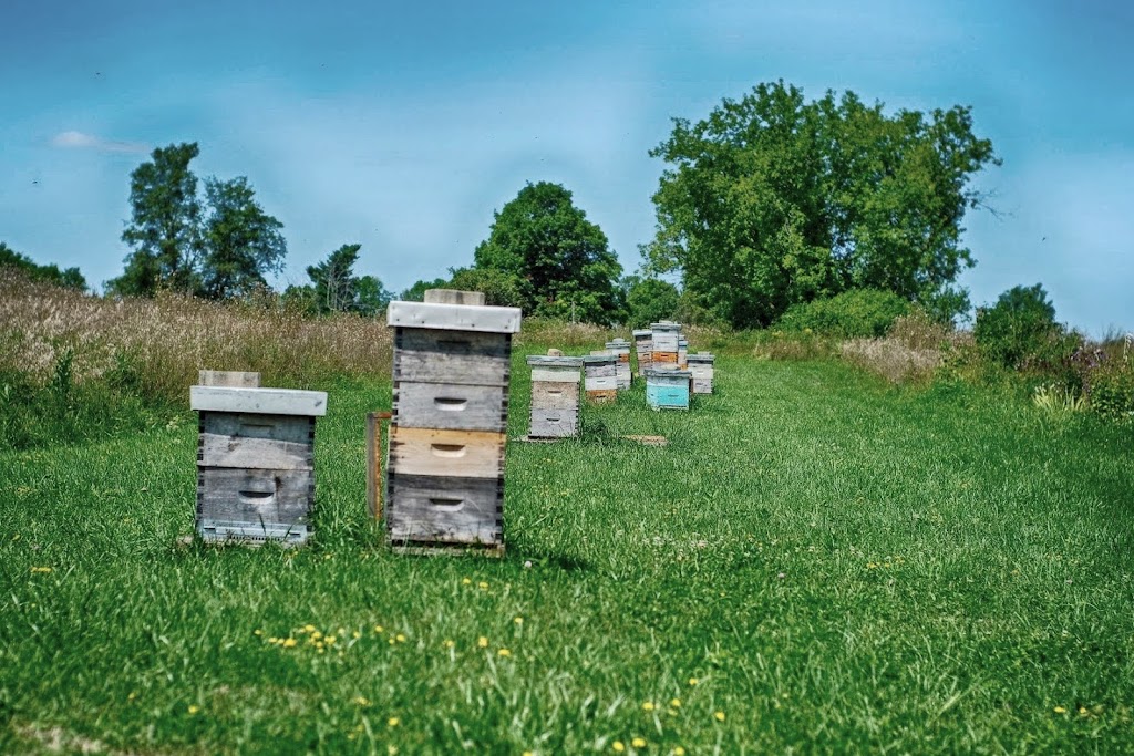 The Bee Spot | 695 County Rd 4, Tamworth, ON K0K 3G0, Canada | Phone: (705) 559-3269