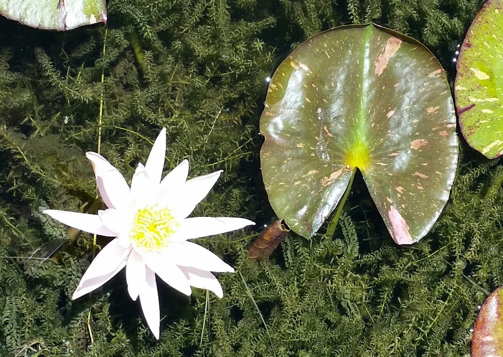 Koi Nursery & Water Gardens | 21751 Simcoe St, Seagrave, ON L0C 1G0, Canada | Phone: (905) 985-4600