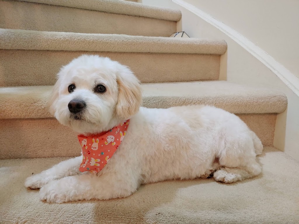 Pawllywood Pet Grooming | 1 Raymerville Dr #3a, Markham, ON L3P 5J5, Canada | Phone: (905) 209-0680