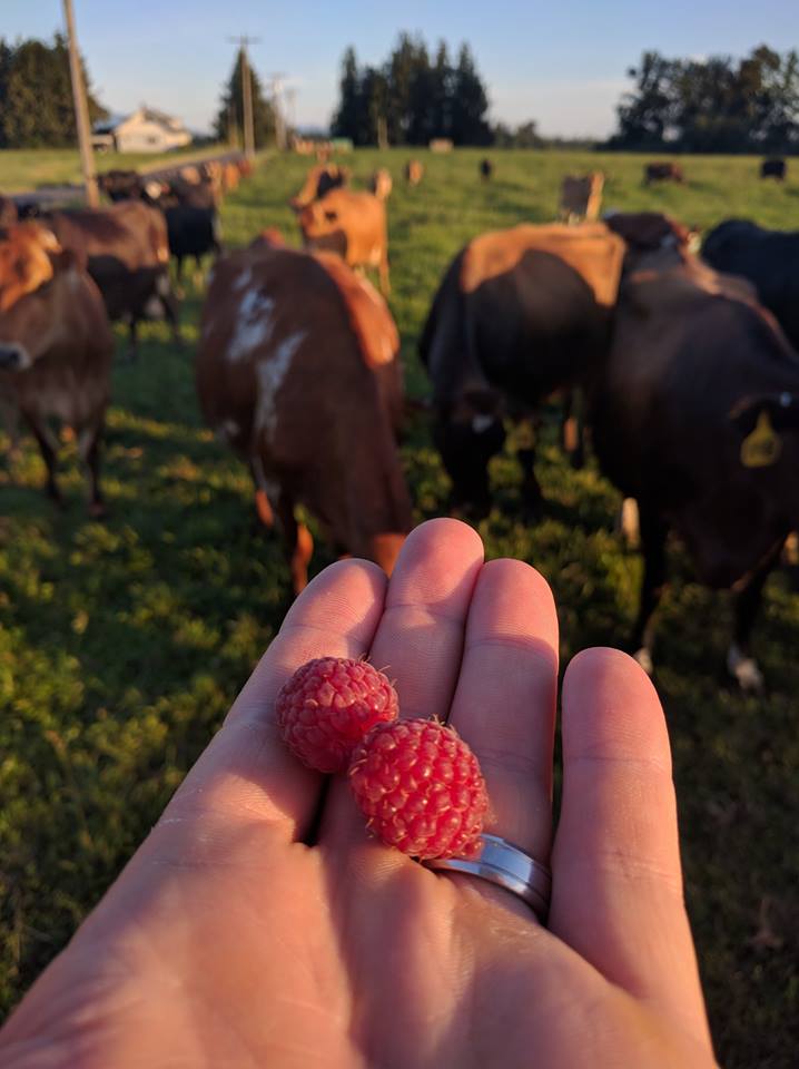 Grace Harbor Farms | 2347 Birch Bay Lynden Rd, Custer, WA 98240, USA | Phone: (360) 366-4151