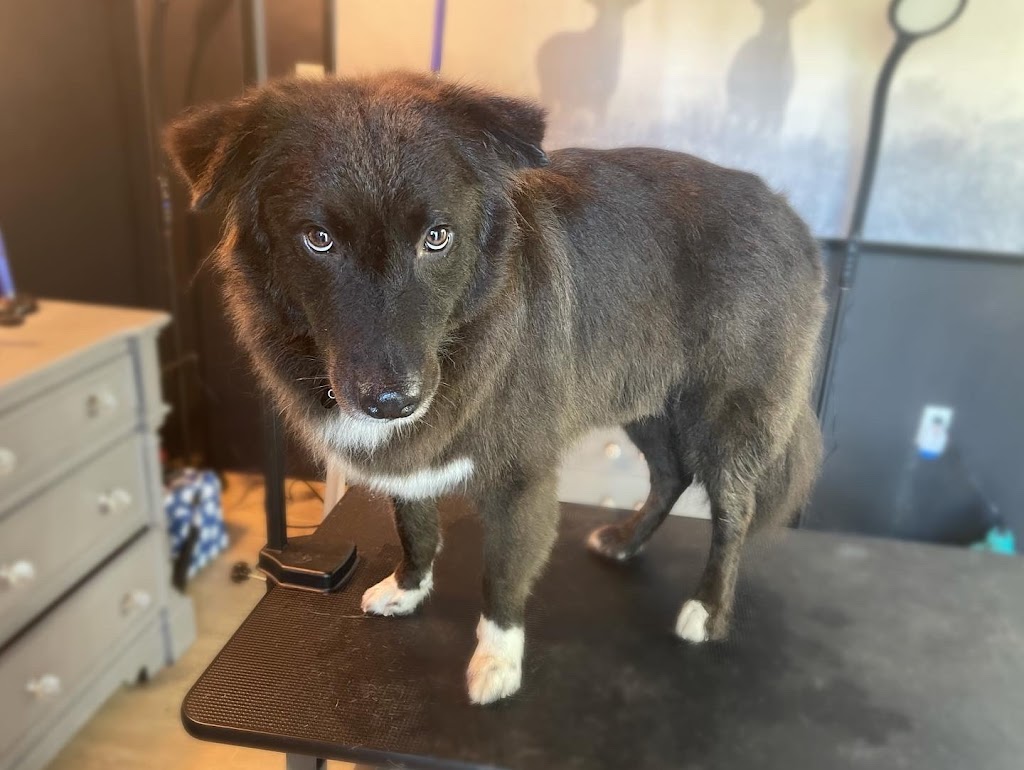 Silk & Bone Dog Grooming | 8010 Coleman St, Mission, BC V2V 6R5, Canada | Phone: (604) 908-9395