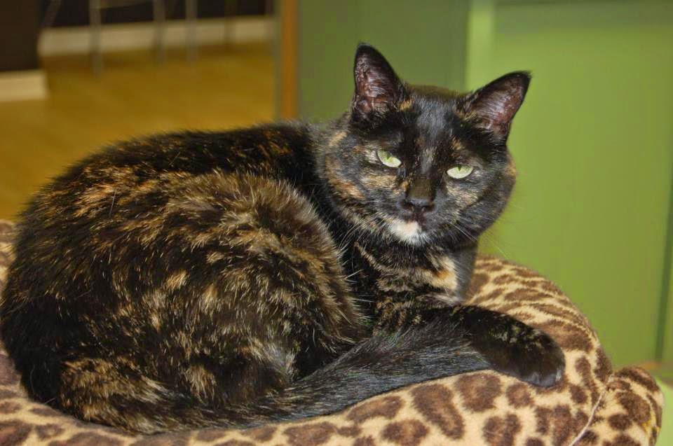 Elgin Animal Hospital | 9789 Sunset Rd, St Thomas, ON N5P 3T7, Canada | Phone: (519) 631-0430