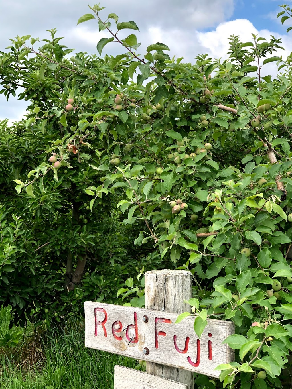 Downeys Apple Farm | 13707 Heart Lake Rd, Inglewood, ON L7C 2K7, Canada | Phone: (905) 838-4777