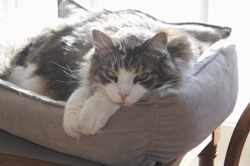 Town & Country Animal Hospital | 5208 Stouffville Rd, Whitchurch-Stouffville, ON L4A 7X5, Canada | Phone: (905) 640-4107