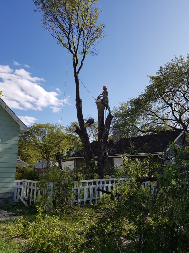 North Woods Tree Service | 807 South Dr, Winnipeg, MB R3T 0C5, Canada | Phone: (204) 955-6575