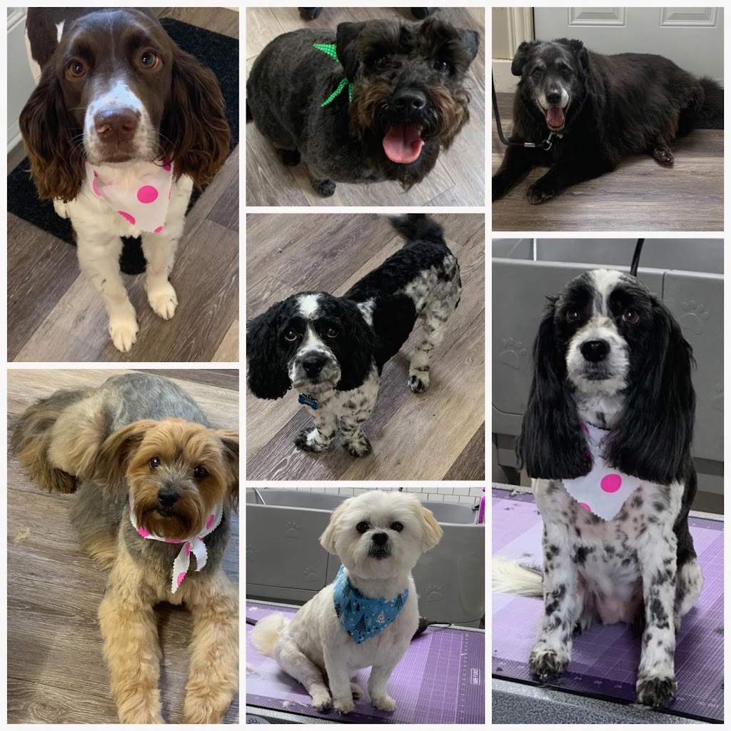 Renowned Hounds | 78 Bonaventure St, Dieppe, NB E1A 4S2, Canada | Phone: (506) 378-1510