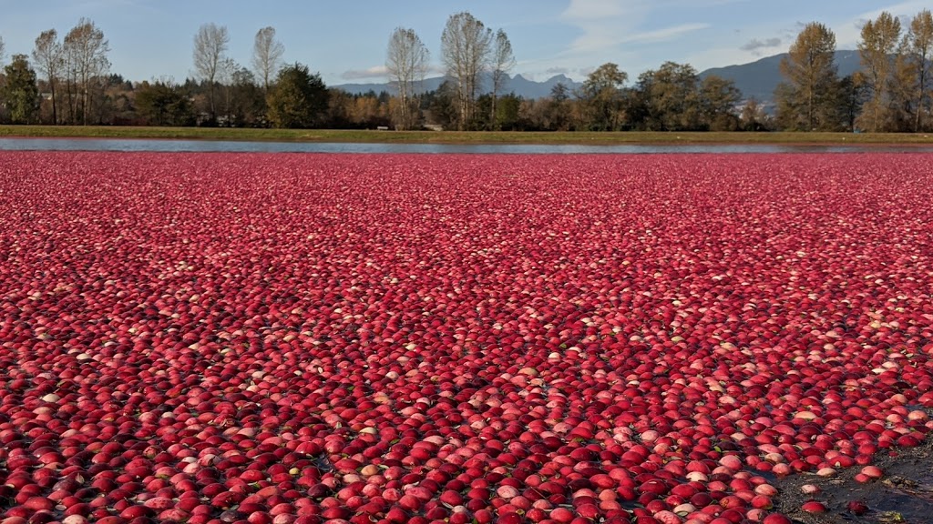 Highland Redi-Green Turf Farm | 16897 Windsor Rd, Pitt Meadows, BC V3Y 1Z1, Canada | Phone: (604) 465-9812