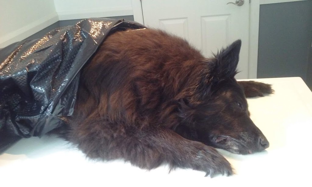 Bureau Veterinaire De Ripon | 6 Ch St-Pierre, Ripon, QC J0V 1V0, Canada | Phone: (819) 428-9314