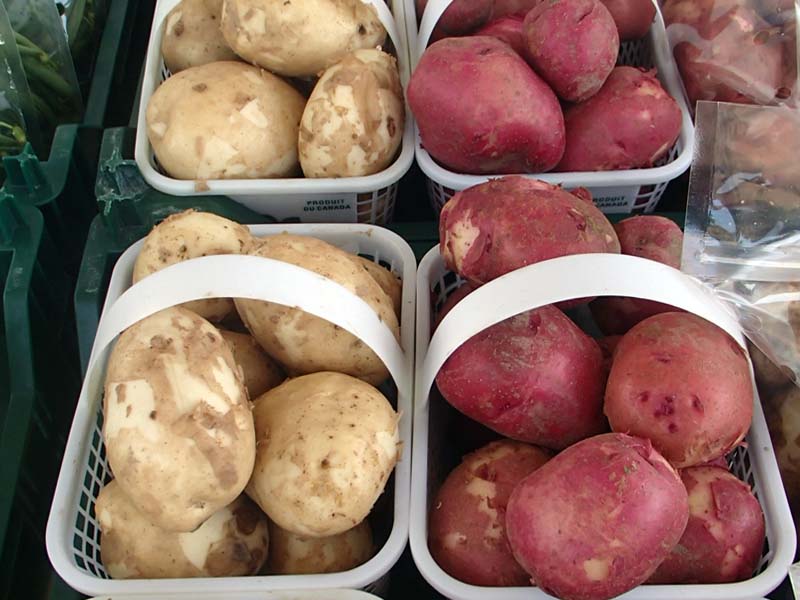 Sun Harvest Greenhouses | 2542 Perth Rd, Glenburnie, ON K0H 1S0, Canada | Phone: (613) 546-6541