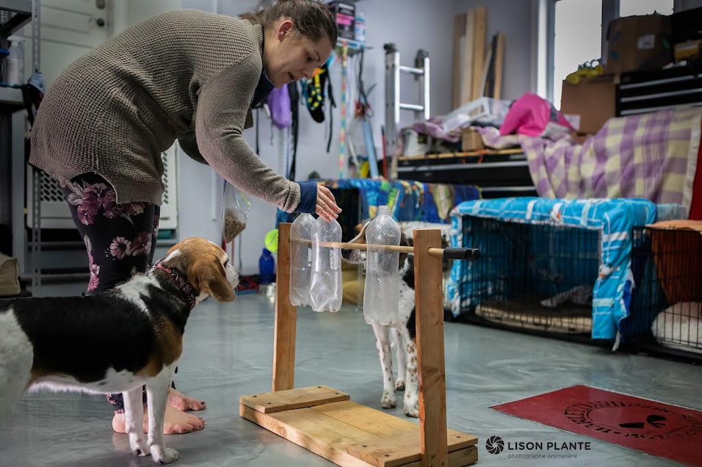 Activités Chiens | 16695 Rue de lEsplanade, Mirabel, QC J7N 0A3, Canada | Phone: (514) 708-5501