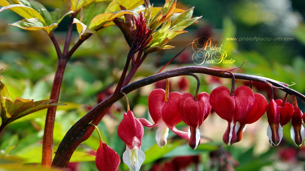 Pride of Place Plants | 6110 Old East Rd, Victoria, BC V8Y 1V6, Canada | Phone: (250) 652-6713