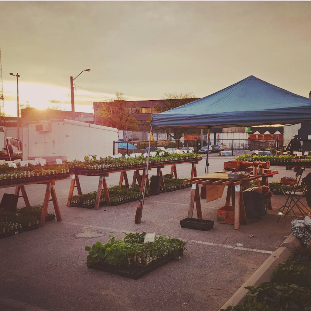 Trout Lily | 5877 Fourth Line, Guelph/Eramosa, ON N0B 2K0, Canada | Phone: (226) 979-0062