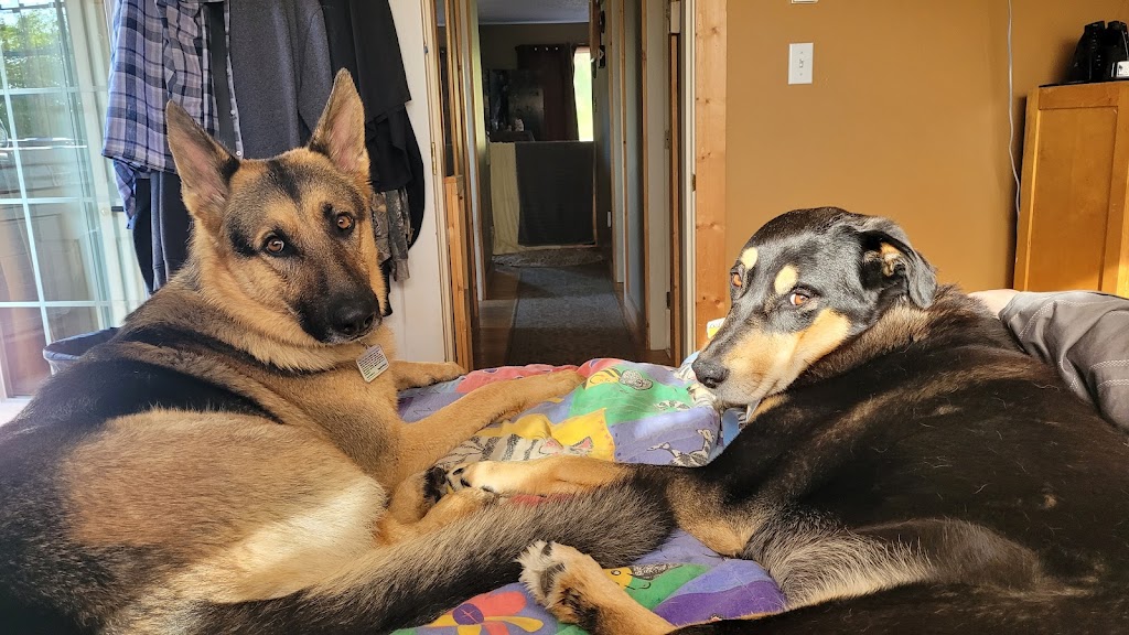 Top Dog Training | 24333 12 Ave, Langley, BC V2Z 1L2, Canada | Phone: (604) 351-3647