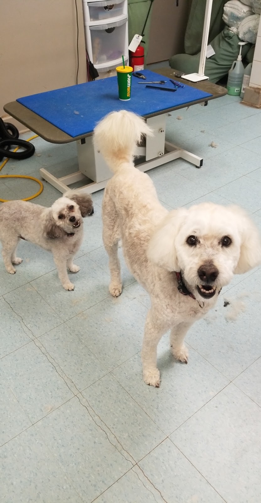 Gurrs and Purrs Salon | 8 Finlay Mill Rd, Midhurst, ON L0L 1X1, Canada | Phone: (705) 721-0022