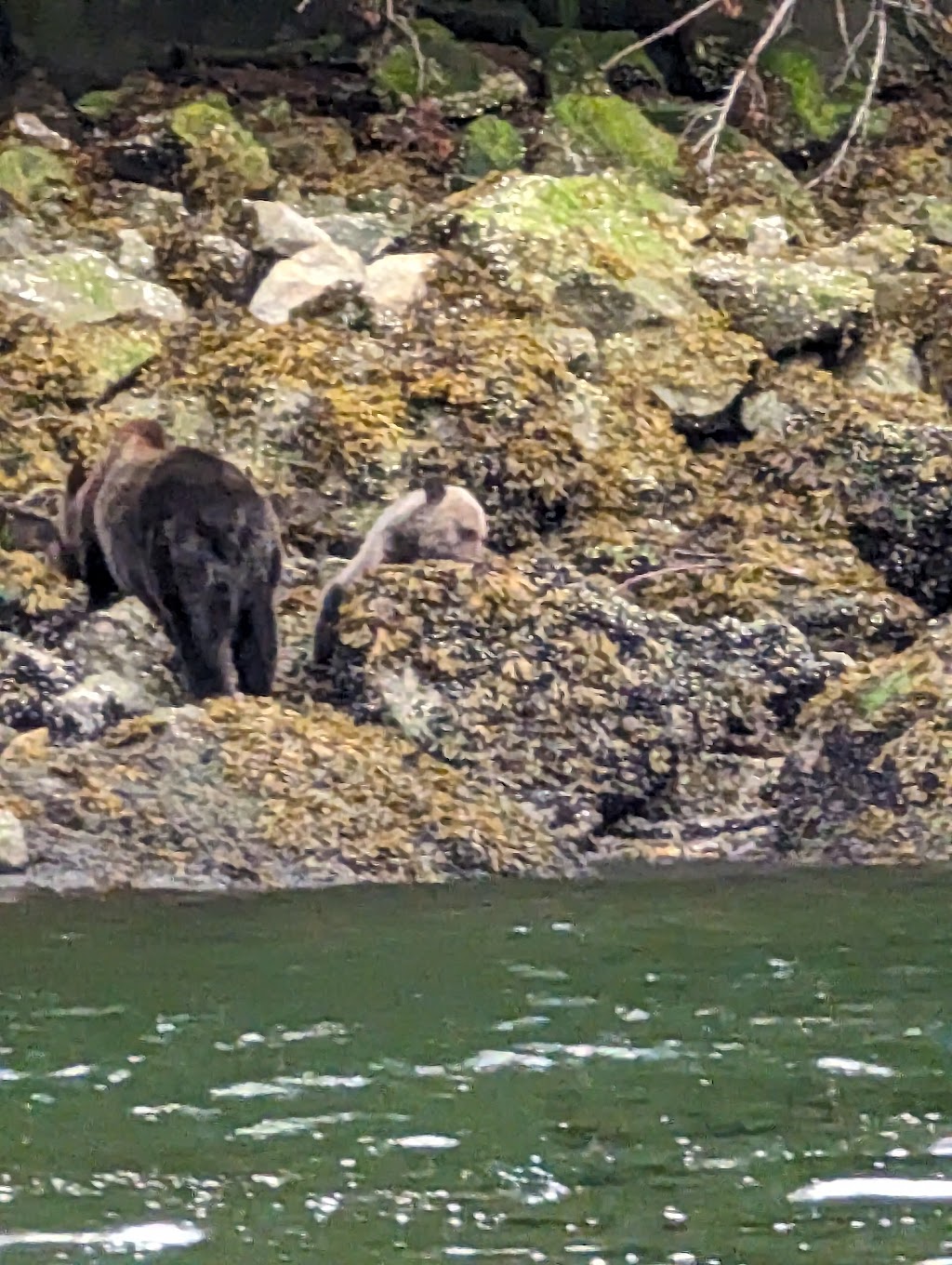 Knight Inlet Grizzly Bear viewing | The Coastal Waters of Southeast Alaska and, Mount Waddington A, BC, Canada | Phone: (250) 337-1953