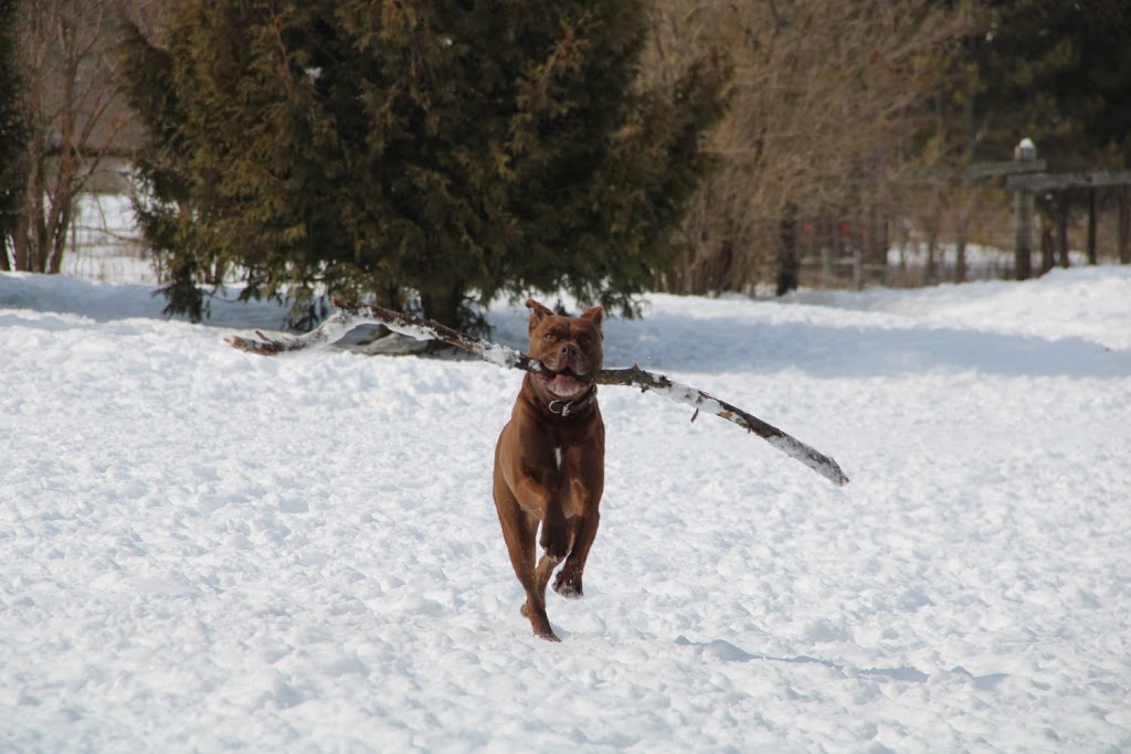 K9 Ranch | 1230 Concession Rd 7, Palgrave, ON L0N 1P0, Canada | Phone: (905) 936-2224