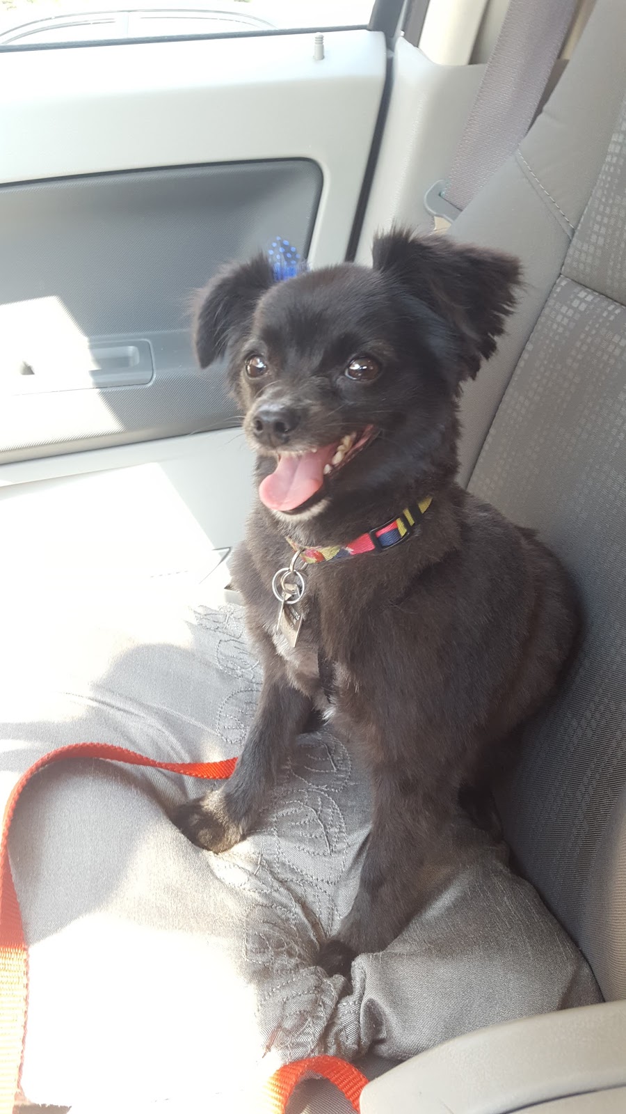 Green Dog Pet Grooming The | 1863 Ness Ave A, Winnipeg, MB R3J 0Y5, Canada | Phone: (204) 888-3647