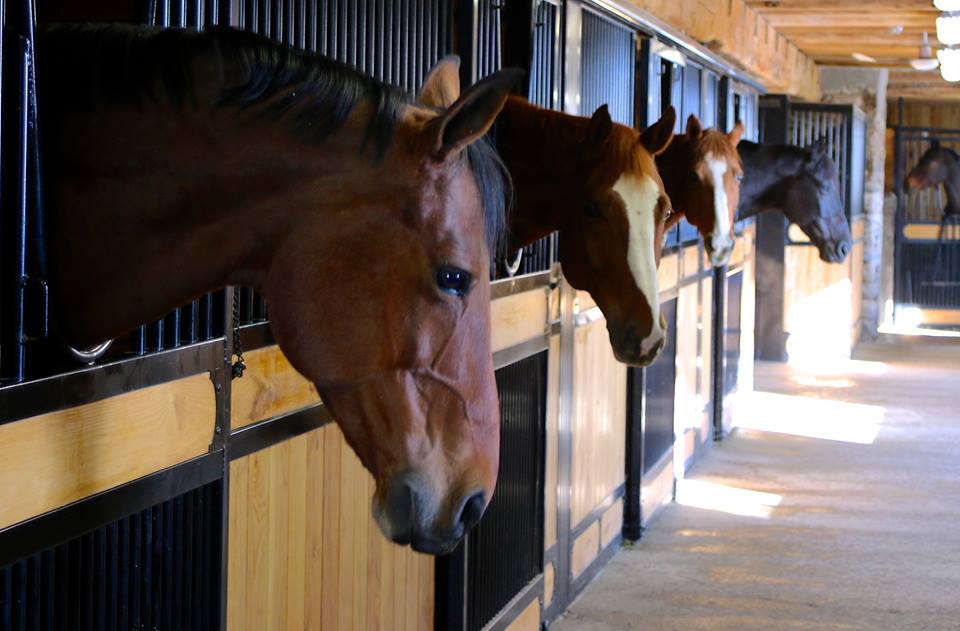 Stonewood Riding Academy | 3985 Sideline 16 Rd, Claremont, ON L1Y 1A2, Canada | Phone: (905) 408-1000