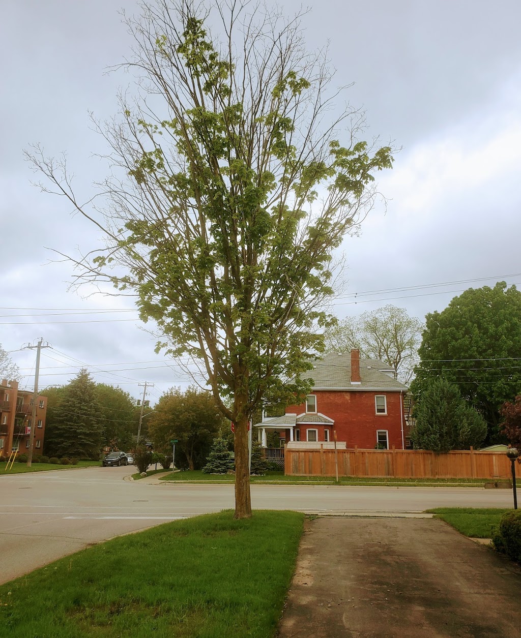 Caledon Tree Services | 750 Mt St Louis Rd E, Coldwater, ON L0K 1E0, Canada | Phone: (647) 965-5721