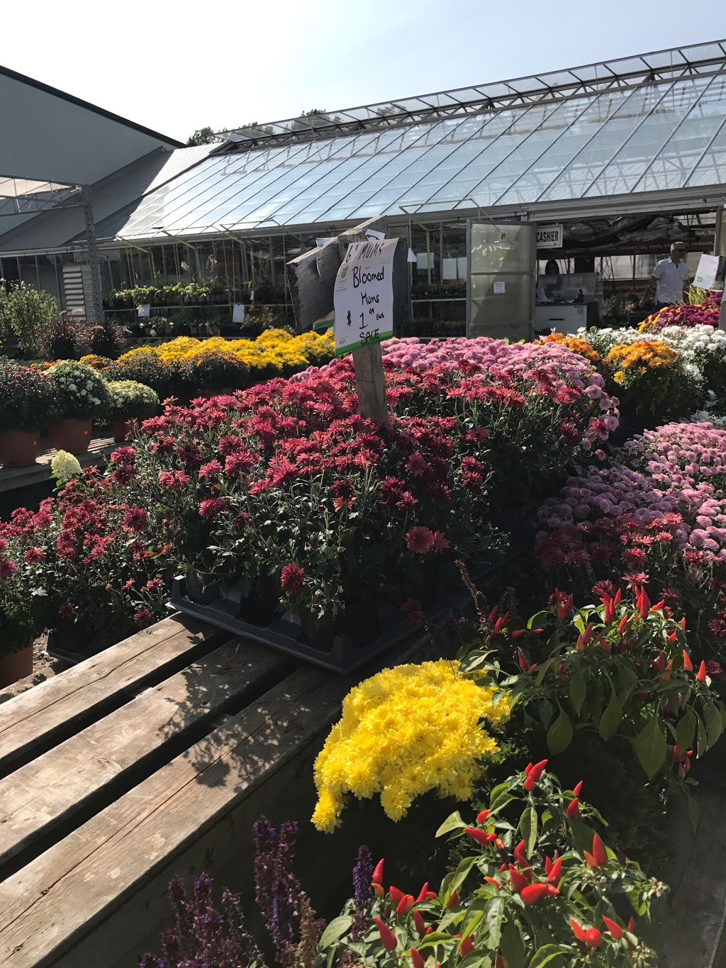 Country Crops | 9478 Wellington Rd 124, Erin, ON N0B 1T0, Canada | Phone: (519) 833-2084