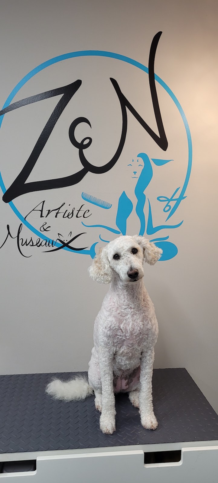 Zen Artiste et Museaux - Toilettage comportemental | Rue Thibault, Laval, QC H7K 3R5, Canada | Phone: (438) 882-0936