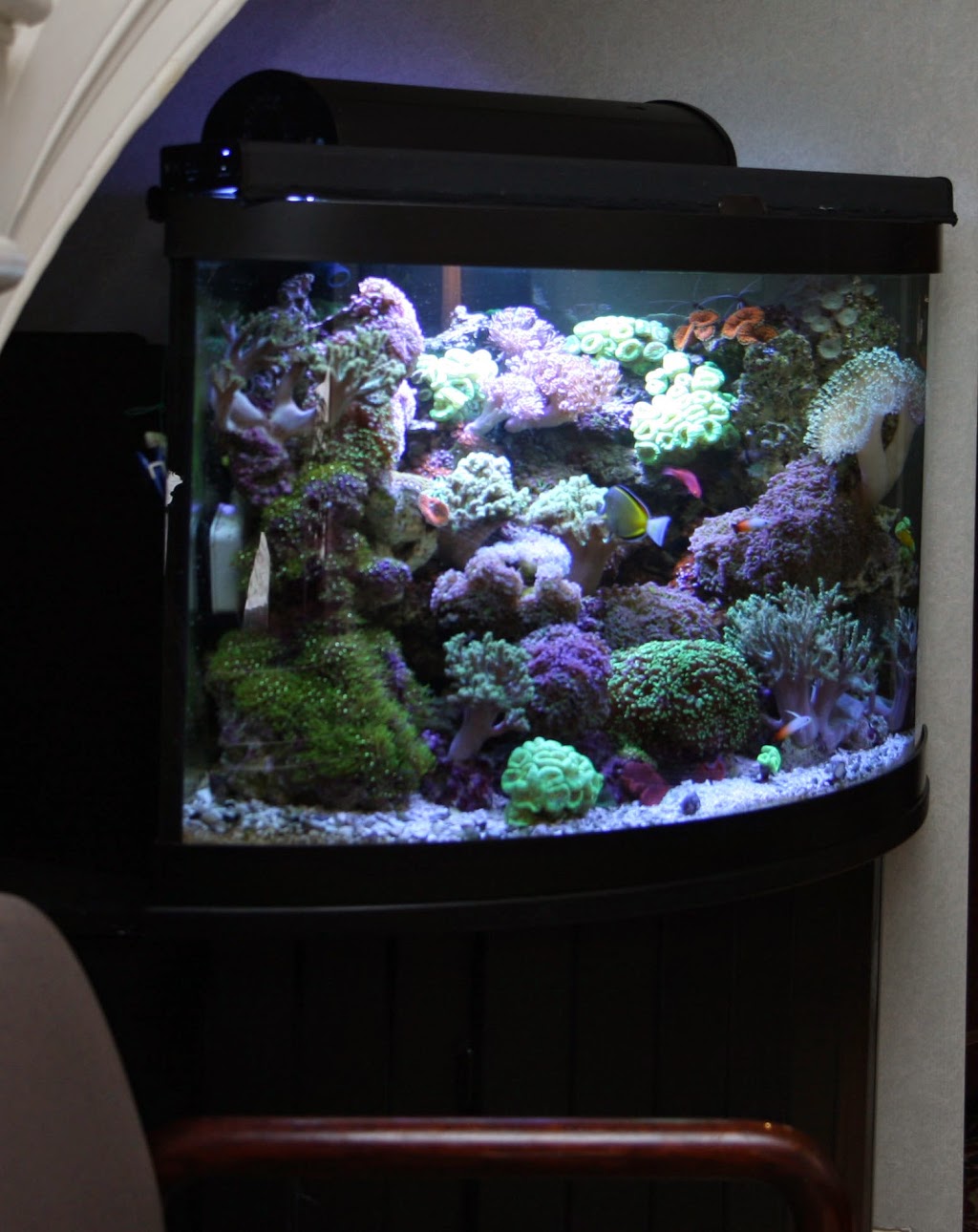 Burlington Aquariums | 4253 Price Ct, Burlington, ON L7M 4X3, Canada | Phone: (905) 466-7127