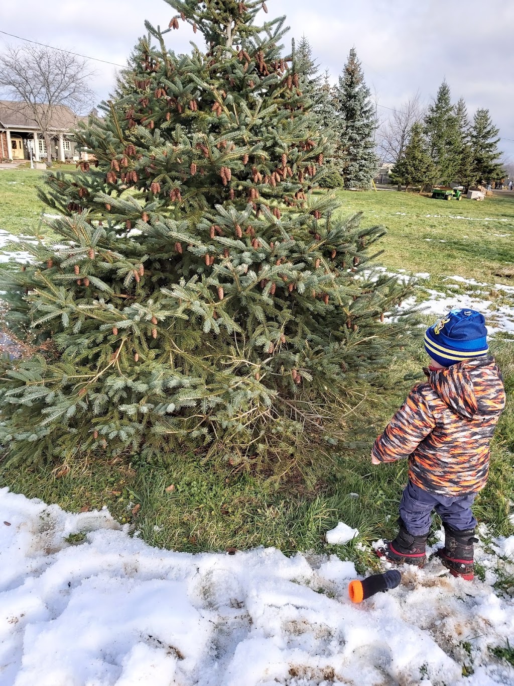 Twinkle Trees | 3906 Mountain Street Opposite, Albright Gardens, Beamsville, ON L0R 1B0, Canada | Phone: (416) 545-7245