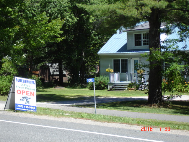 Muskoka Blueberries | 1003 Manitoba St, Bracebridge, ON P1L 1W9, Canada | Phone: (705) 645-9862