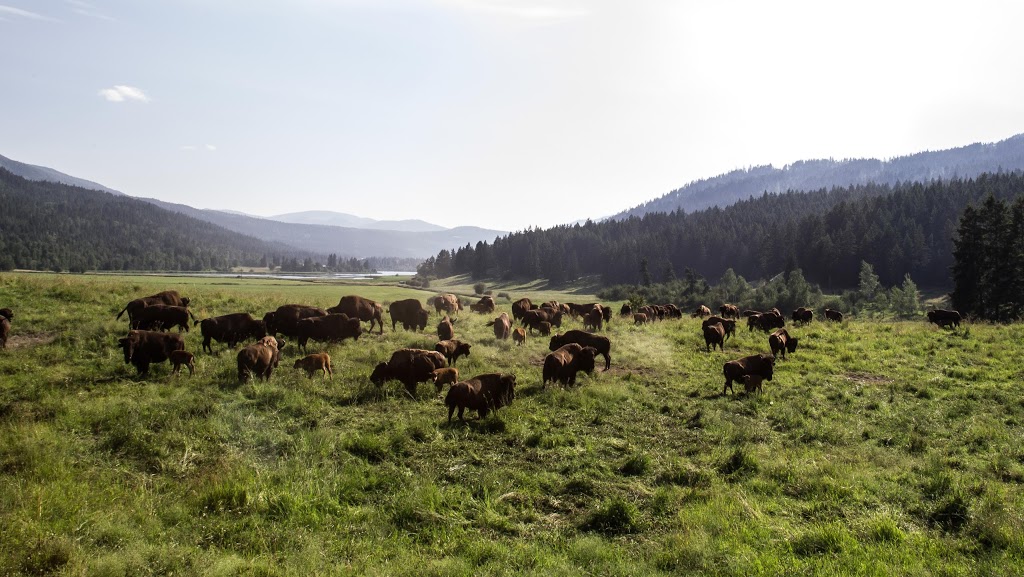 Turtle Valley Bison Company | 724 Squilax Turtle Valley Rd, Chase, BC V0E 1M1, Canada | Phone: (587) 888-2433