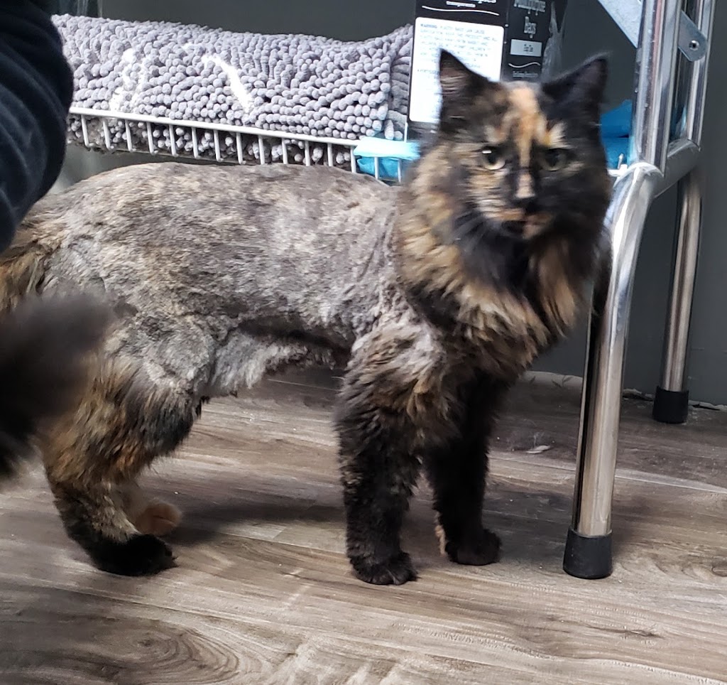 Bouctouche Dog and Cat Grooming | 249 Irving Blvd, Bouctouche, NB E4S 3K5, Canada | Phone: (506) 878-1418