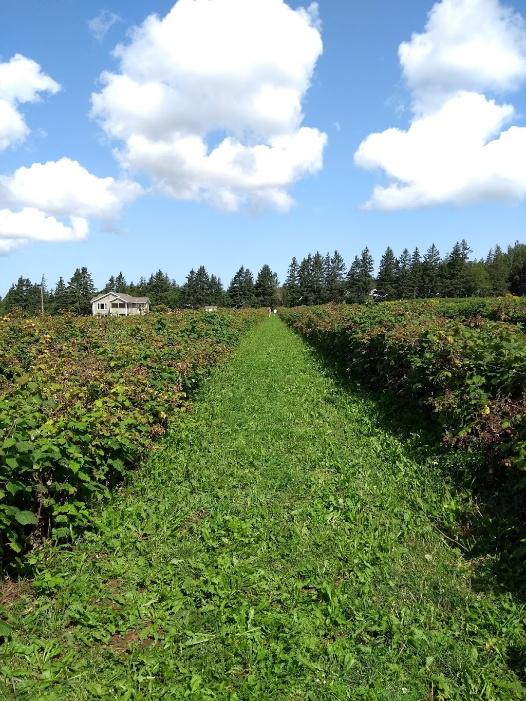 Wheatleys Raspberries | 630 Suffolk Rd, Dunstaffnage, PE C1C 0P6, Canada | Phone: (902) 566-5606