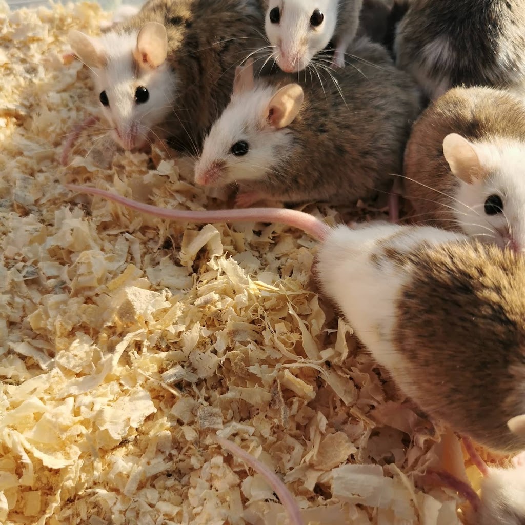Mackinnon Reptiles | 182 Foster St, Berwick, NS B0P 1E0, Canada | Phone: (902) 691-0455