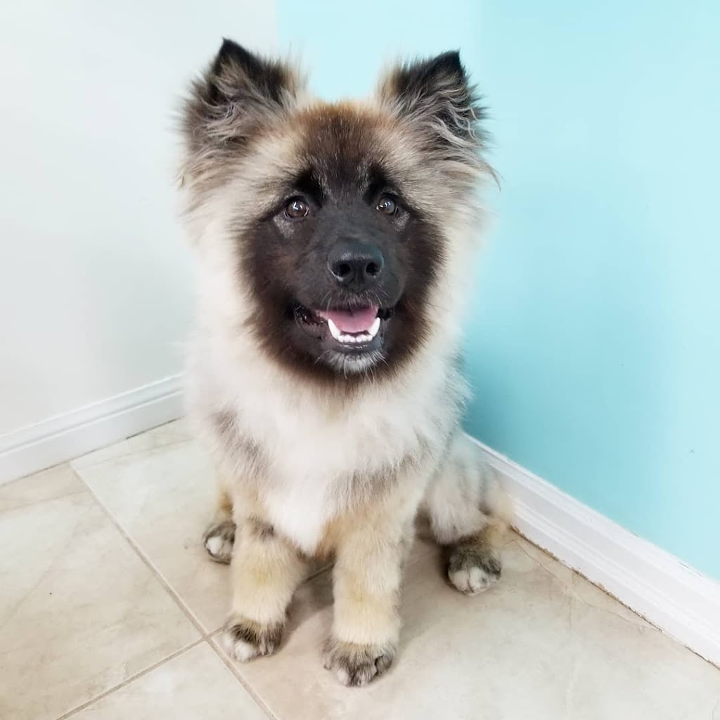Poochies Paradise Spa | 2713 Bur Oak Ave Unit 2, Markham, ON L6B 1K7, Canada | Phone: (905) 910-1022
