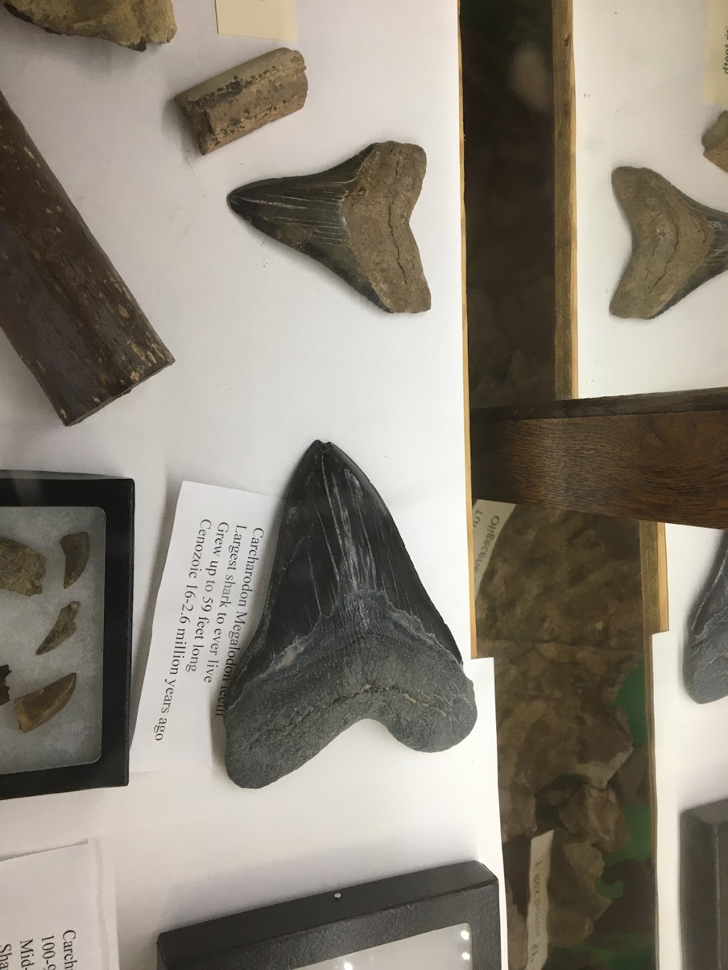 Broken Rock Fossil Shop | 1820 Garfield Rd, Belfast, PE C0A 1A0, Canada | Phone: (902) 393-2536