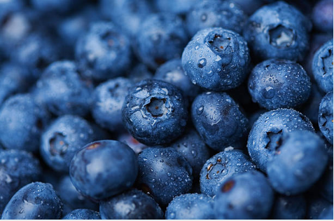 Ferme Giroflée (Bleuetière Biologique) | 753 Chem. Napper, Hemmingford, QC J0L 1H0, Canada | Phone: (514) 953-1784