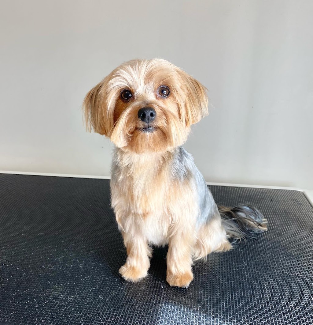 Tail-rific Dog Grooming Evanston | Evanscrest Common, Calgary, AB T3P 0R7, Canada | Phone: (403) 401-2938
