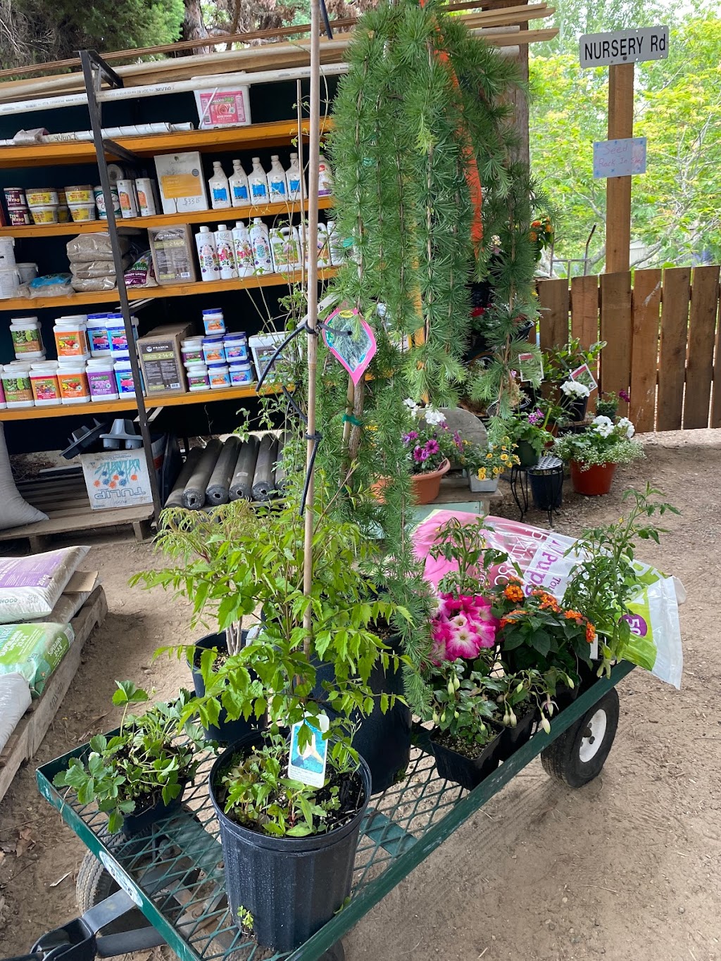 Durands Nursery | 9 Johnson Rd, Christina Lake, BC V0H 1E2, Canada | Phone: (250) 447-6299