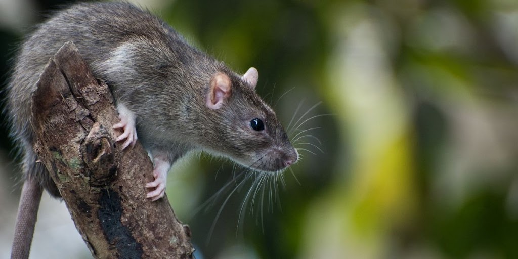 Ally Pest Control Inc. | 4663 Durant St, Port Alberni, BC V9Y 1G3, Canada | Phone: (250) 918-8203