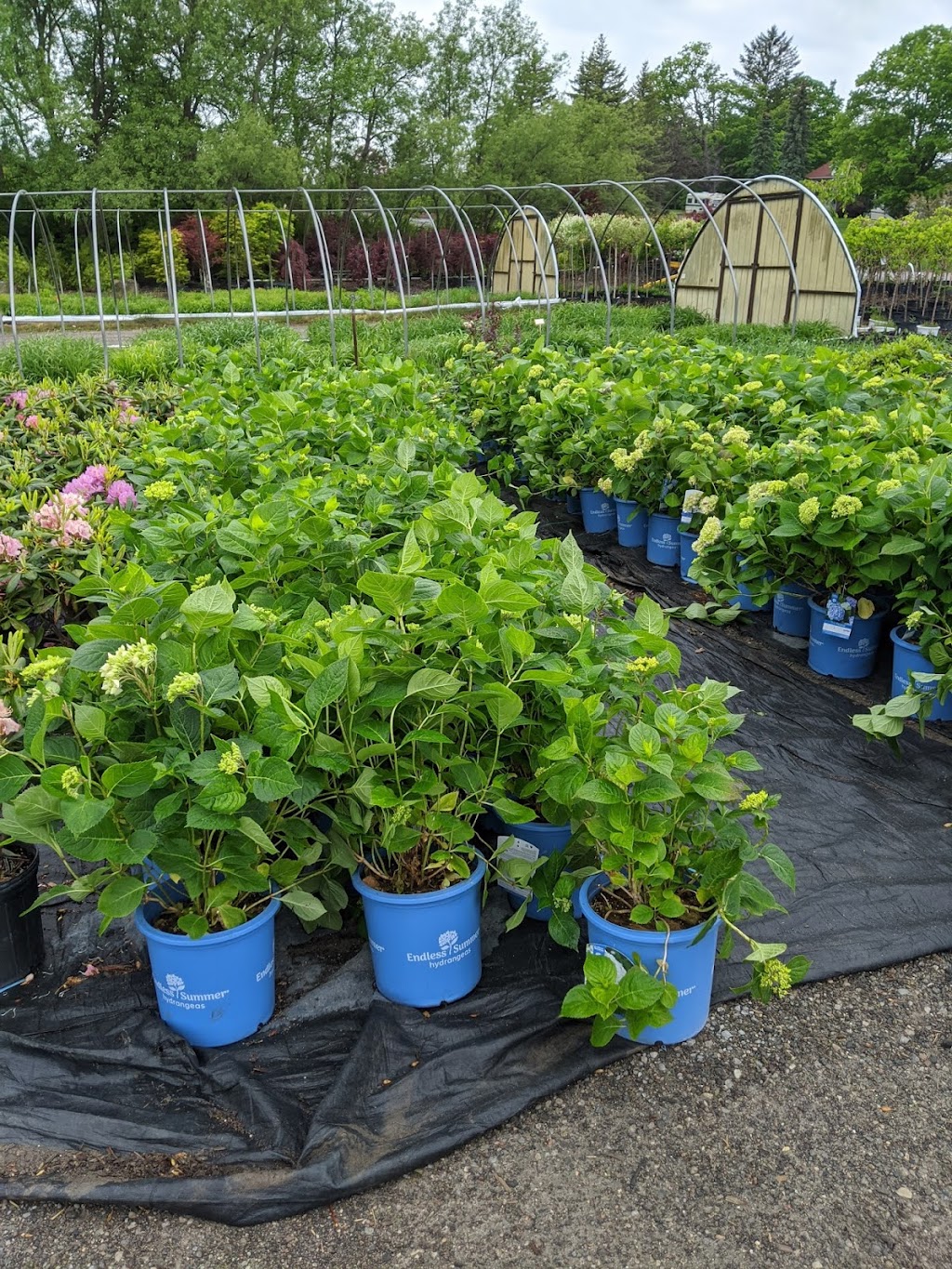 Dutchmaster Nurseries Ltd | 3735 Sideline 16 Rd, Brougham, ON L0H 1A0, Canada | Phone: (905) 683-8211