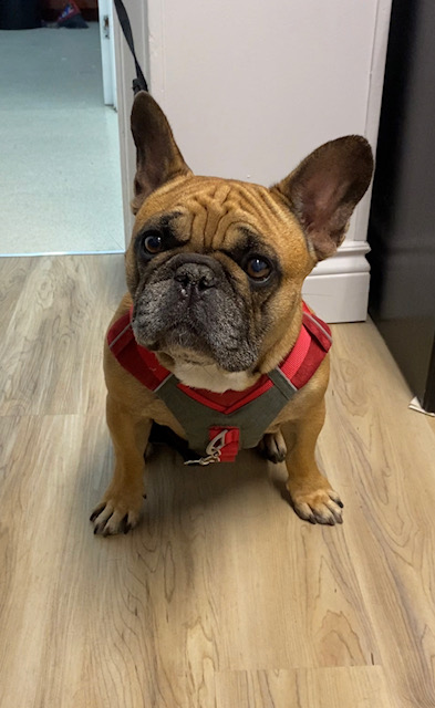 Chic Canin | 3758 Boul Henri-Bourassa E, Montréal-Nord, QC H1H 1K2, Canada | Phone: (514) 322-6572