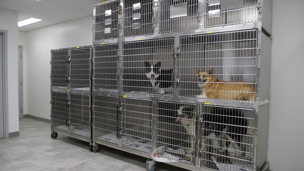 The Spay Clinic | 10575 111 St NW, Edmonton, AB T5H 3E8, Canada | Phone: (780) 426-4221