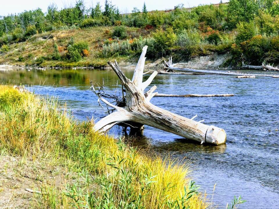 Weaselhead Natural Area Parking | 6634 37 St SW, Calgary, AB T3E 5M9, Canada