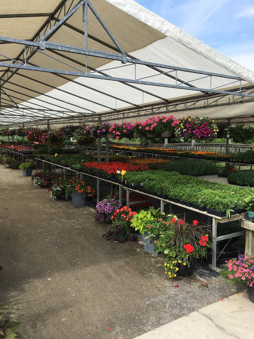 D G Greenhouses | 8890 8 Line, Georgetown, ON L7G 4S5, Canada | Phone: (905) 877-9842