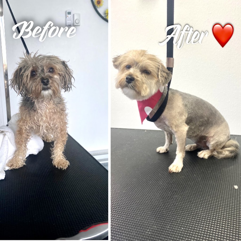 Scruffy To Fluffly by Shian | 95 Dufferin St, Perth, ON K7H 3A5, Canada | Phone: (613) 246-1145